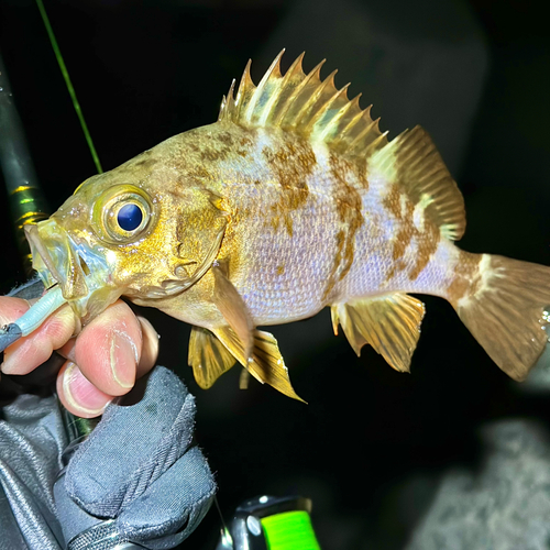 シロメバルの釣果