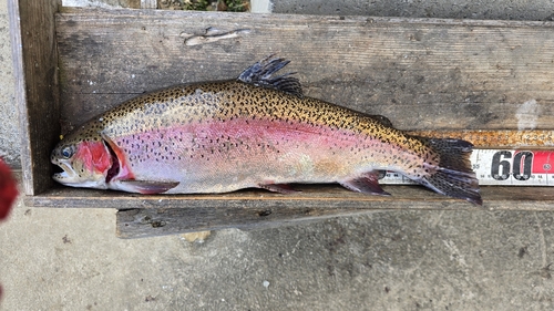 ニジマスの釣果