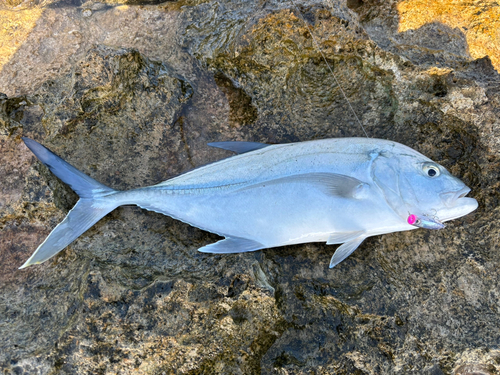 オニヒラアジの釣果