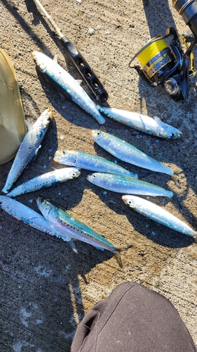 イワシの釣果