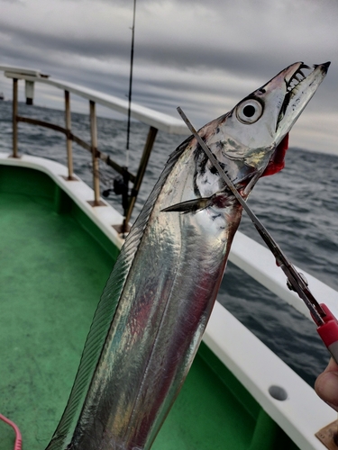 タチウオの釣果