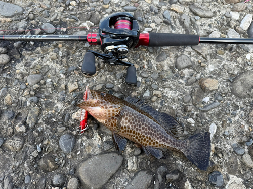 オオモンハタの釣果