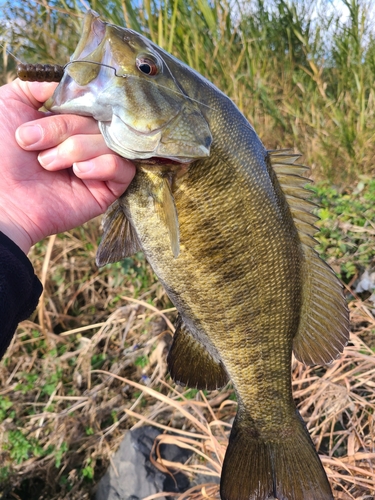 スモールマウスバスの釣果