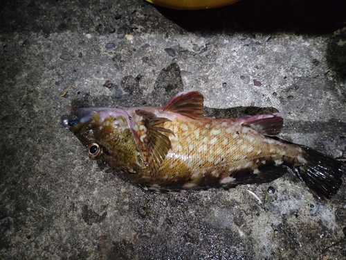 アラカブの釣果