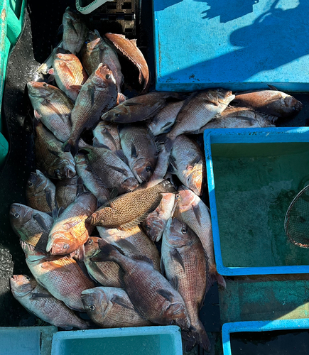 マダイの釣果