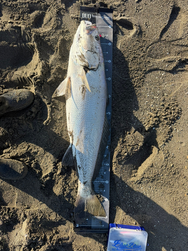 オオニベの釣果