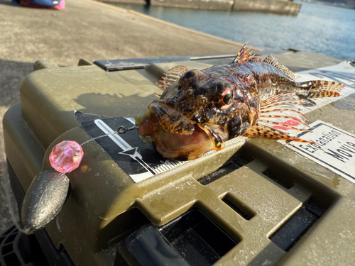 アナハゼの釣果