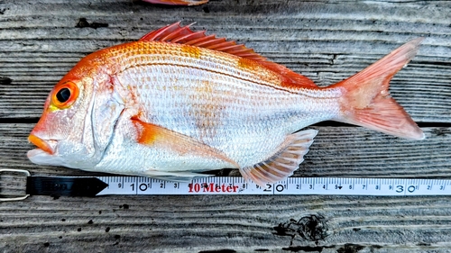 レンコダイの釣果