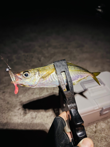 マアジの釣果