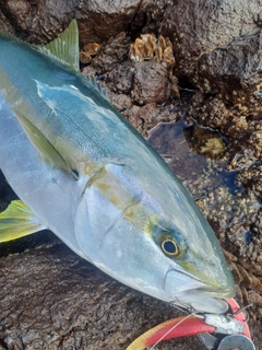 ヒラマサの釣果