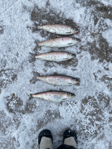 ニシンの釣果