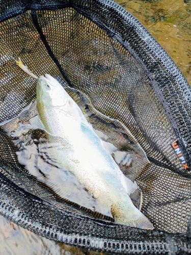 ニジマスの釣果