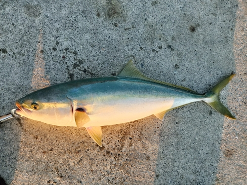 ワラサの釣果