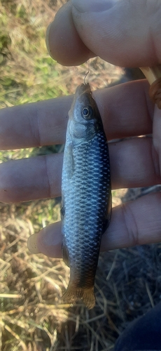 モロコの釣果