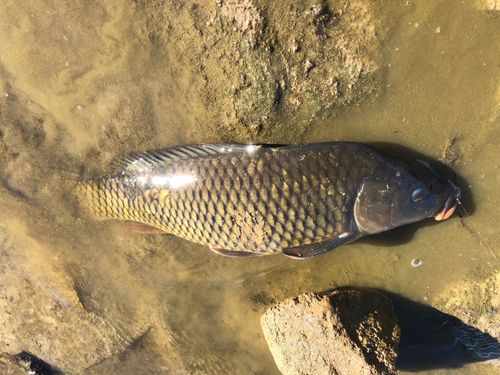 コイの釣果