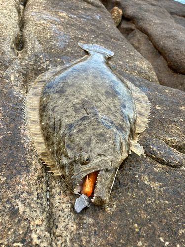 ヒラメの釣果