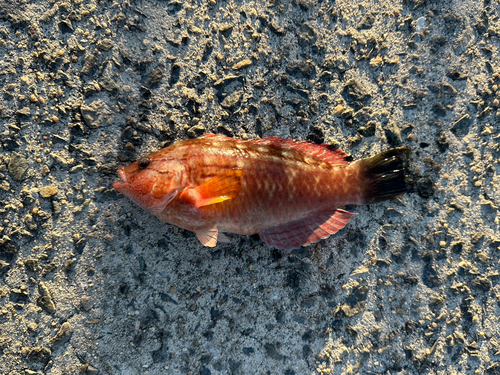 アカササノハベラの釣果