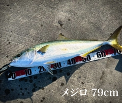 メジロの釣果