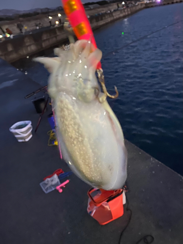 シリヤケイカの釣果