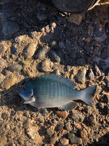 クロダイの釣果