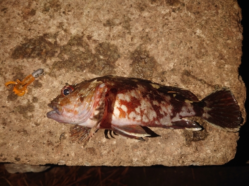 カサゴの釣果