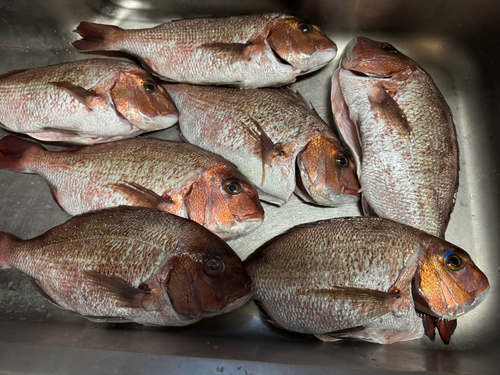 タイの釣果