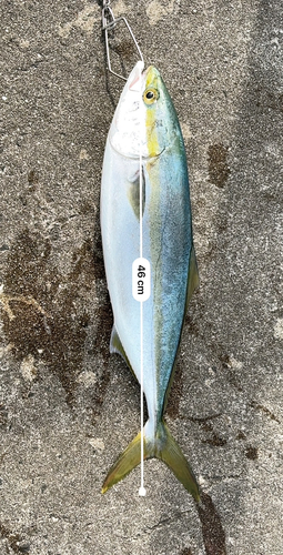 ハマチの釣果