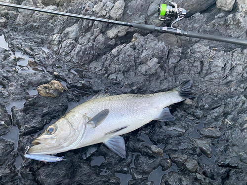 ヒラスズキの釣果