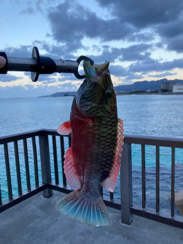 ホホスジモチノウオの釣果