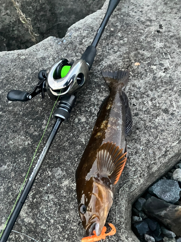 アイナメの釣果