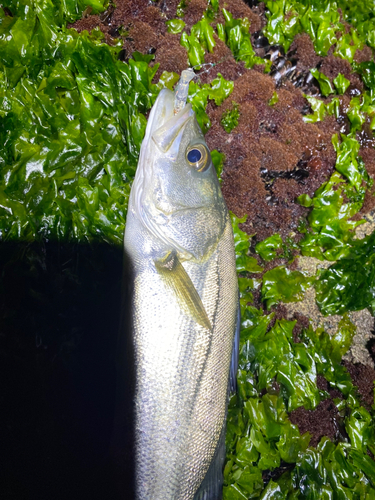 セイゴ（マルスズキ）の釣果