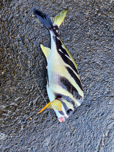 タカノハダイの釣果