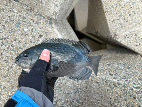 グレの釣果