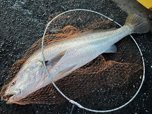 オオニベの釣果