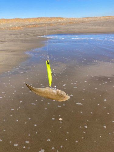 シタビラメの釣果