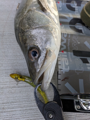 フッコ（マルスズキ）の釣果