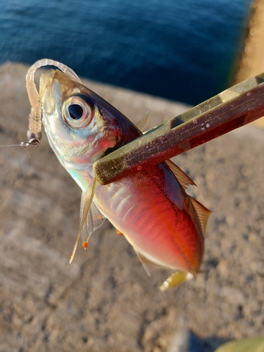 アオアジの釣果