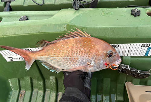 タイの釣果