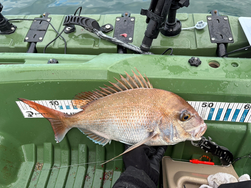 タイの釣果