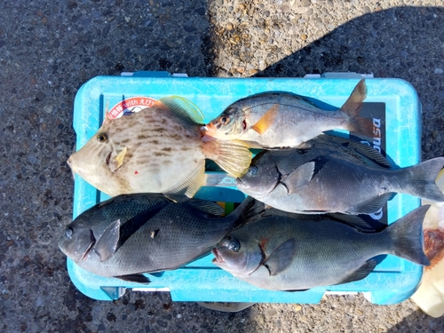 カワハギの釣果