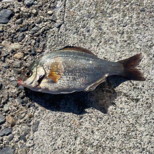 ウミタナゴの釣果