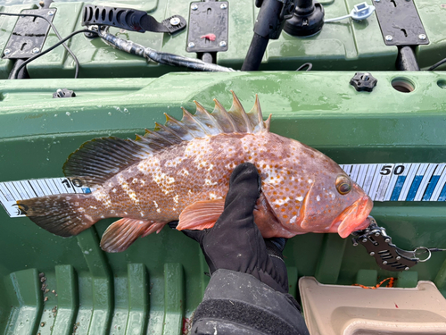 アコウの釣果