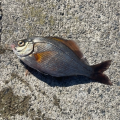 ウミタナゴの釣果