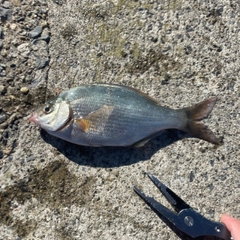 ウミタナゴの釣果