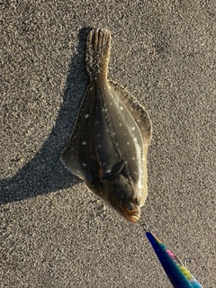 カレイの釣果