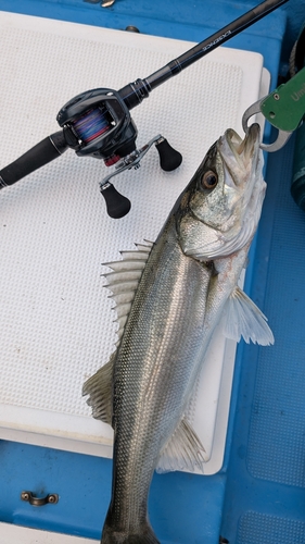 シーバスの釣果