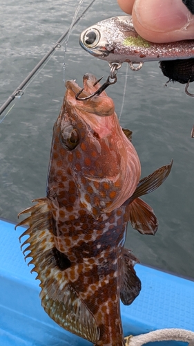 アコウの釣果