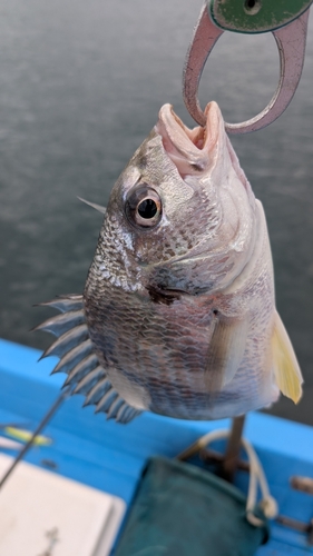 キビレの釣果