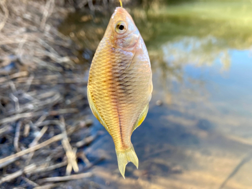 タイリクバラタナゴの釣果