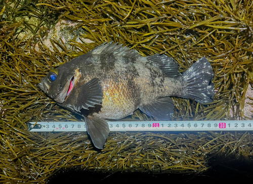 メバルの釣果